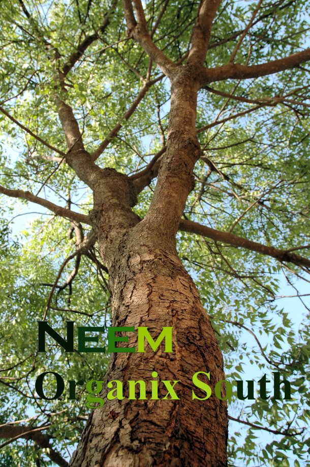 GORGEOUS NEEM TREE toothbrush tree organix south theraneem