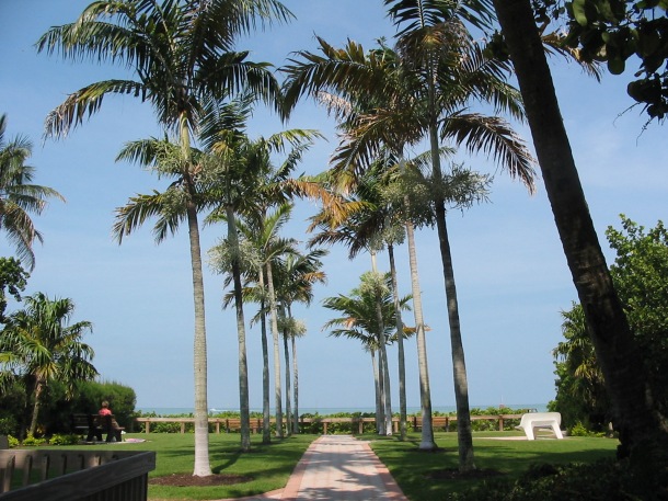 Dreaming of the beach palms in Naples Florida gulf coast travel vacation perfect weather
